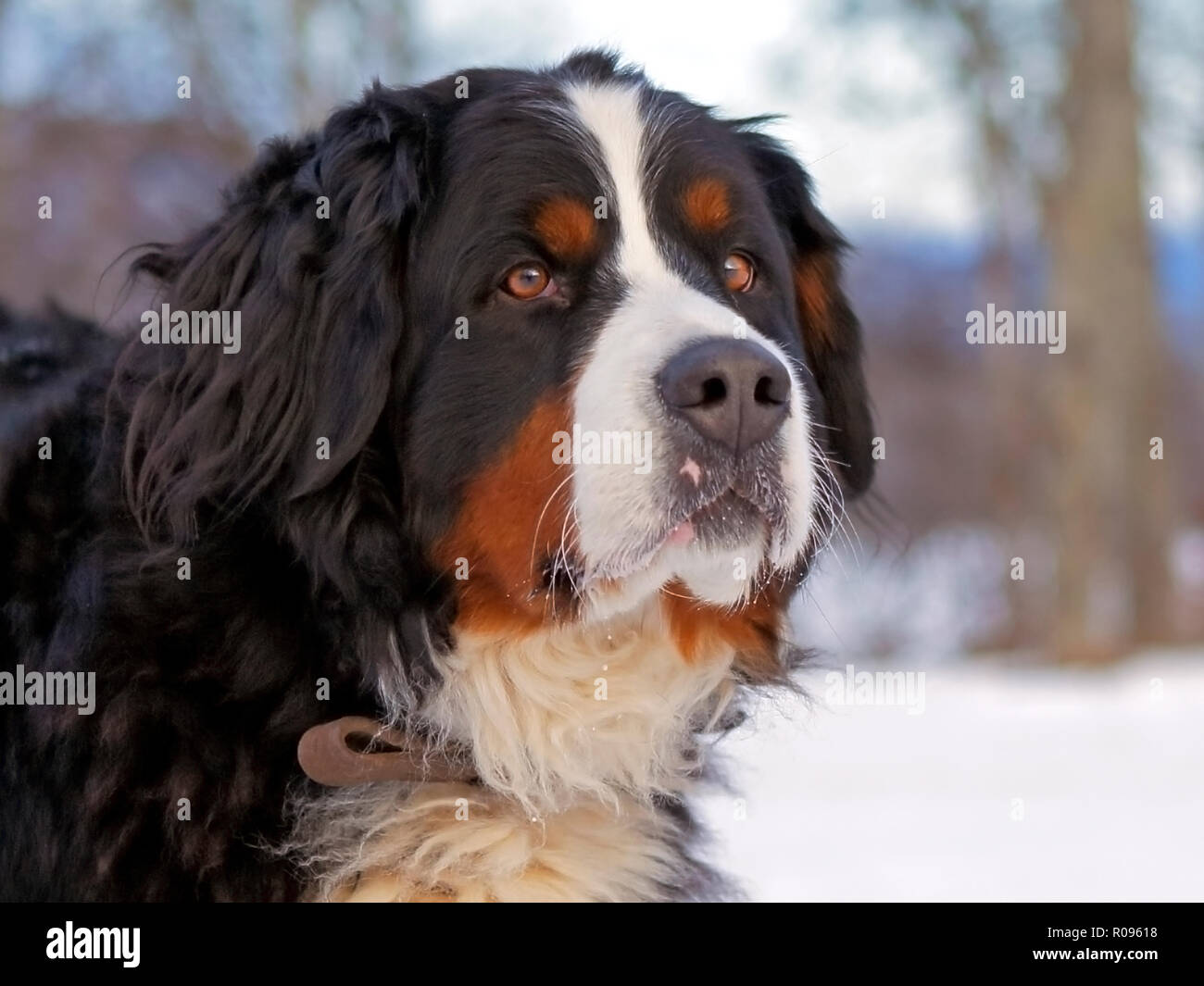 Berner Sennenhund im Winter, außerhalb, Kopf Nahaufnahme Stockfoto