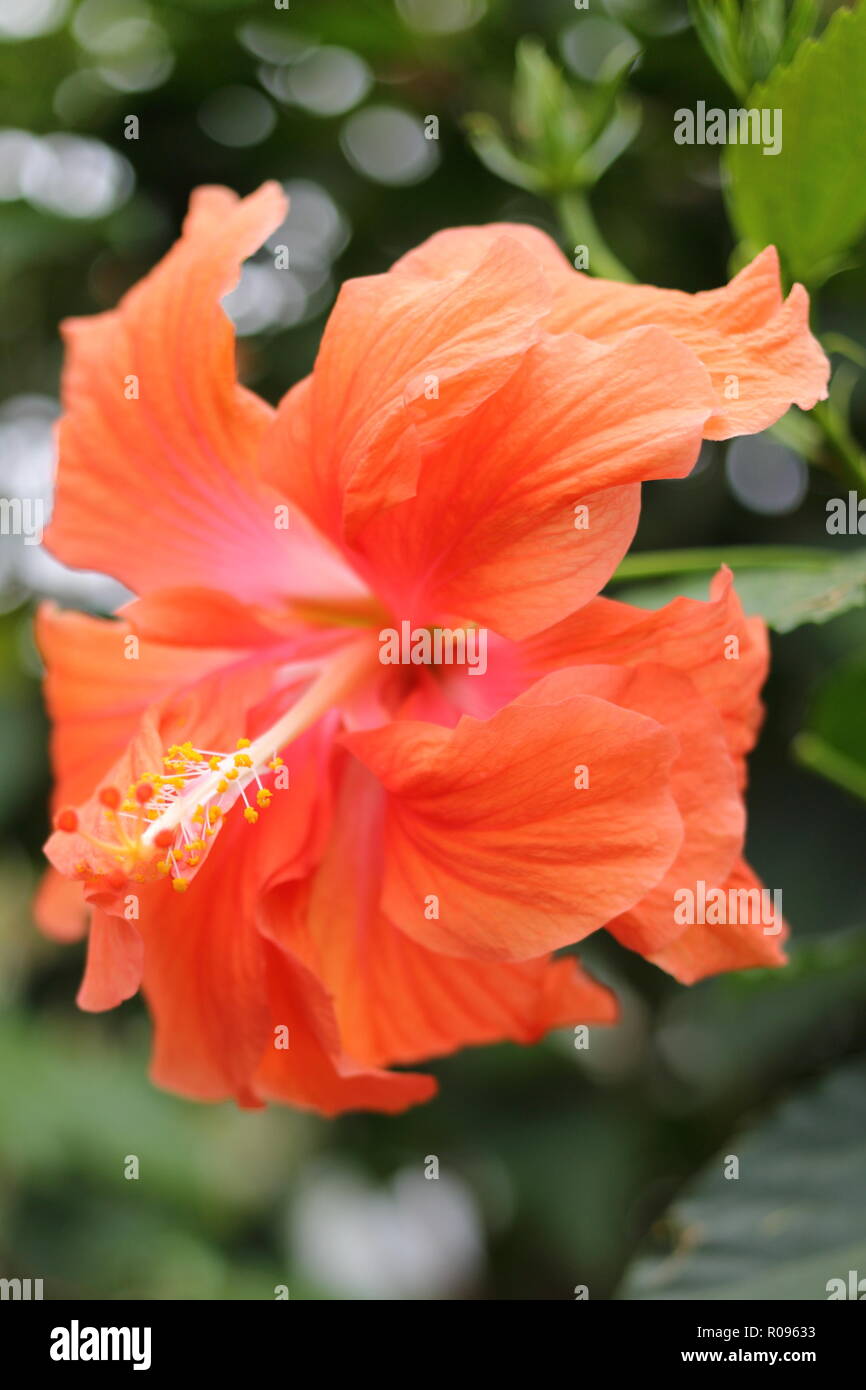 Hibiscus kokio - Hawaiian Hibiscus - Allan Gärten Wintergarten, Toronto, Ontario, Kanada. Stockfoto