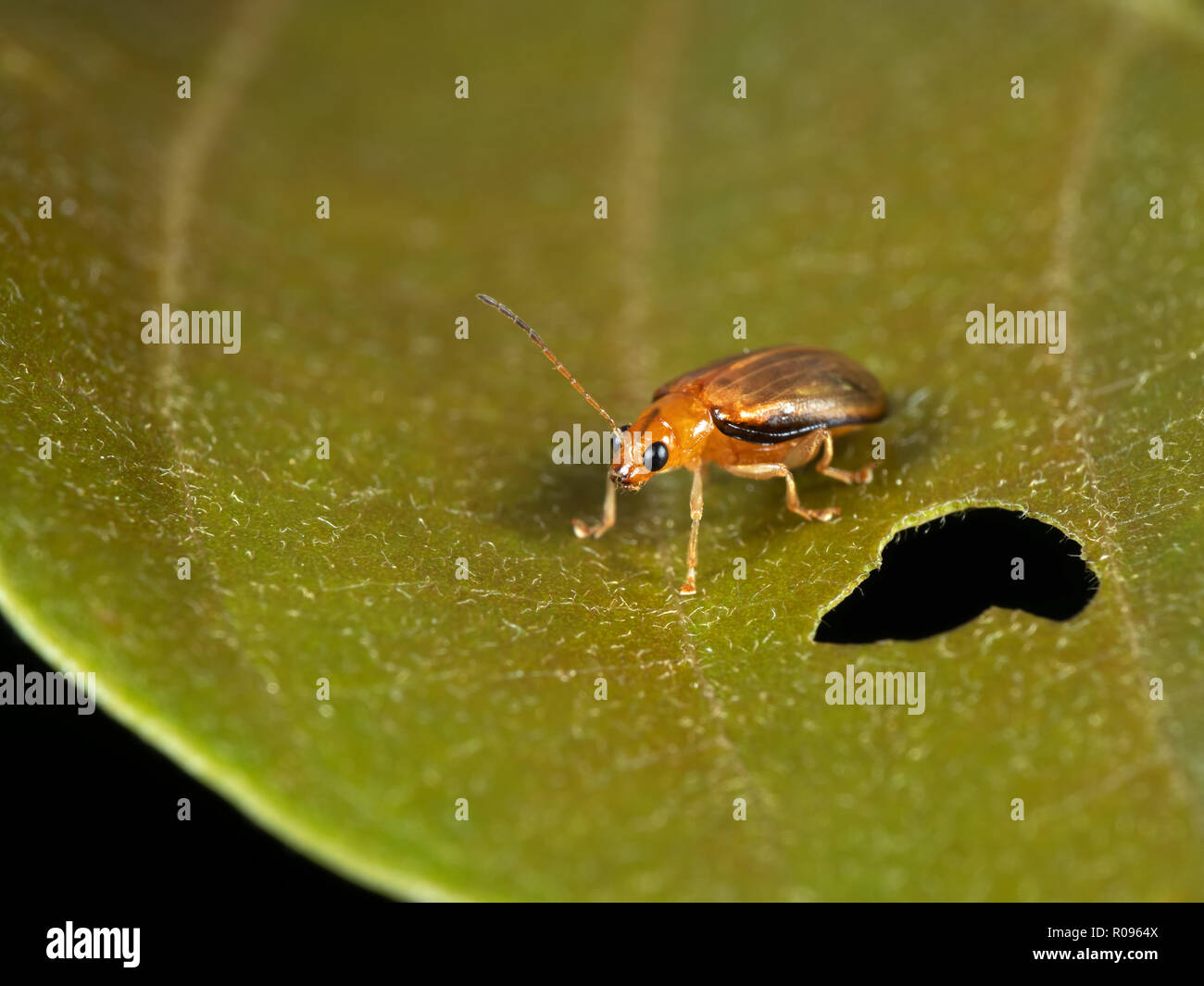 Makrofotografie kleine Käfer auf Blatt Stockfoto