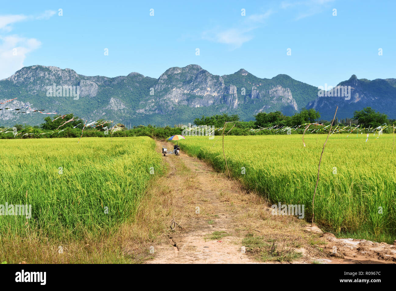 Grüner Reis Feldfrüchte mit Bündel von Samen, Fahne Kite in der Anbaufläche mit Berg- und blauen Himmel im Hintergrund, Landwirtschaft in Thailand Stockfoto