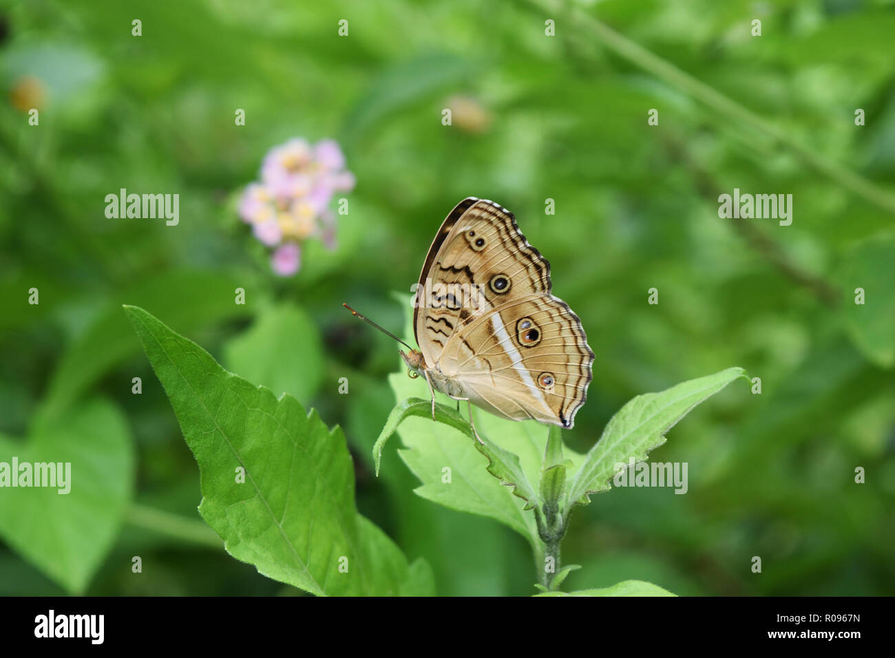 Der Pfau Pansy Schmetterling auf Blatt im Feld mit natürlichen, grünen Hintergrund, schwarze Muster ähnlich den Augen auf orange Farbe Flügel der Insekten Stockfoto