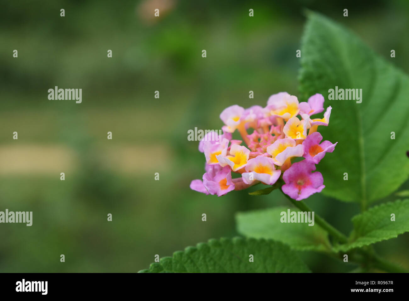 Westindische Lantana-Blüte ( Lantana camara ) mit natürlichem grünen Hintergrund, Gruppe von kleinen Blüten mit rosa Blütenblättern und gelben Pollen Stockfoto