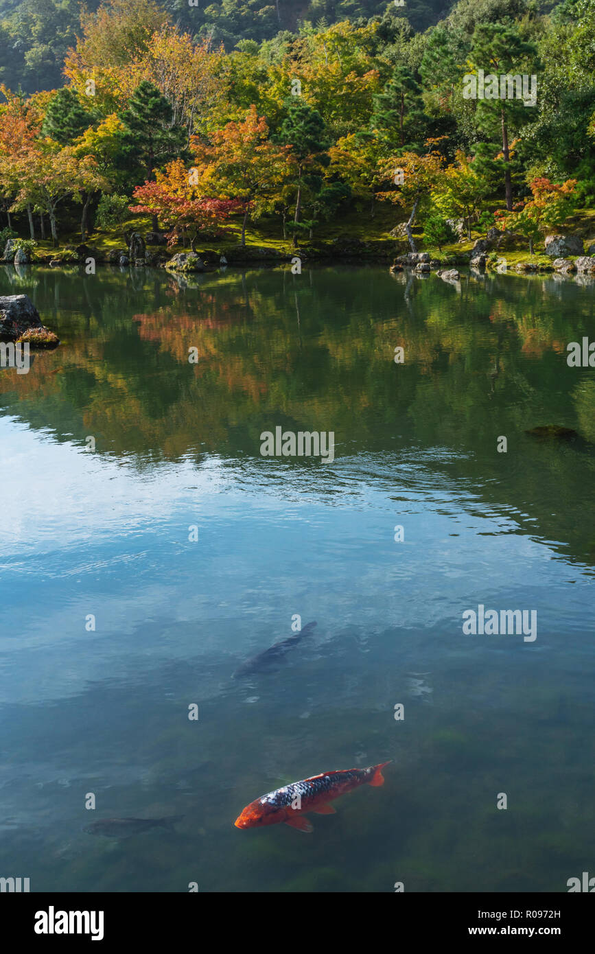 Herbst Wald und Koi mist Fische im Teich an Ginkaku-ji Tempel berühmten Reiseziel in Kyoto, Japan Stockfoto