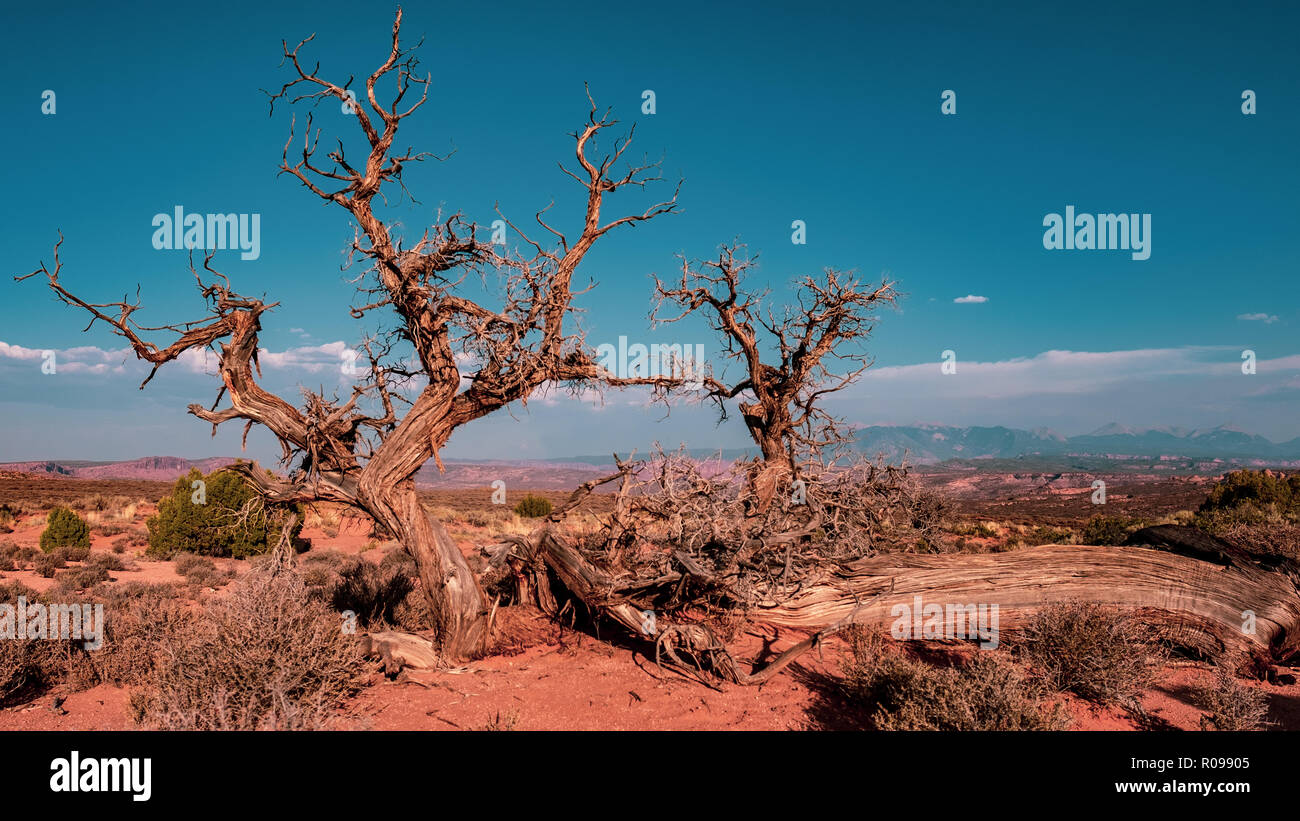 Utah Juniper, Arches National Park Stockfoto