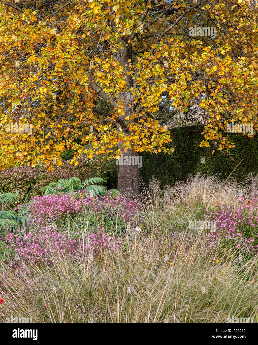 Herbstfarben in Sussex Stockfoto