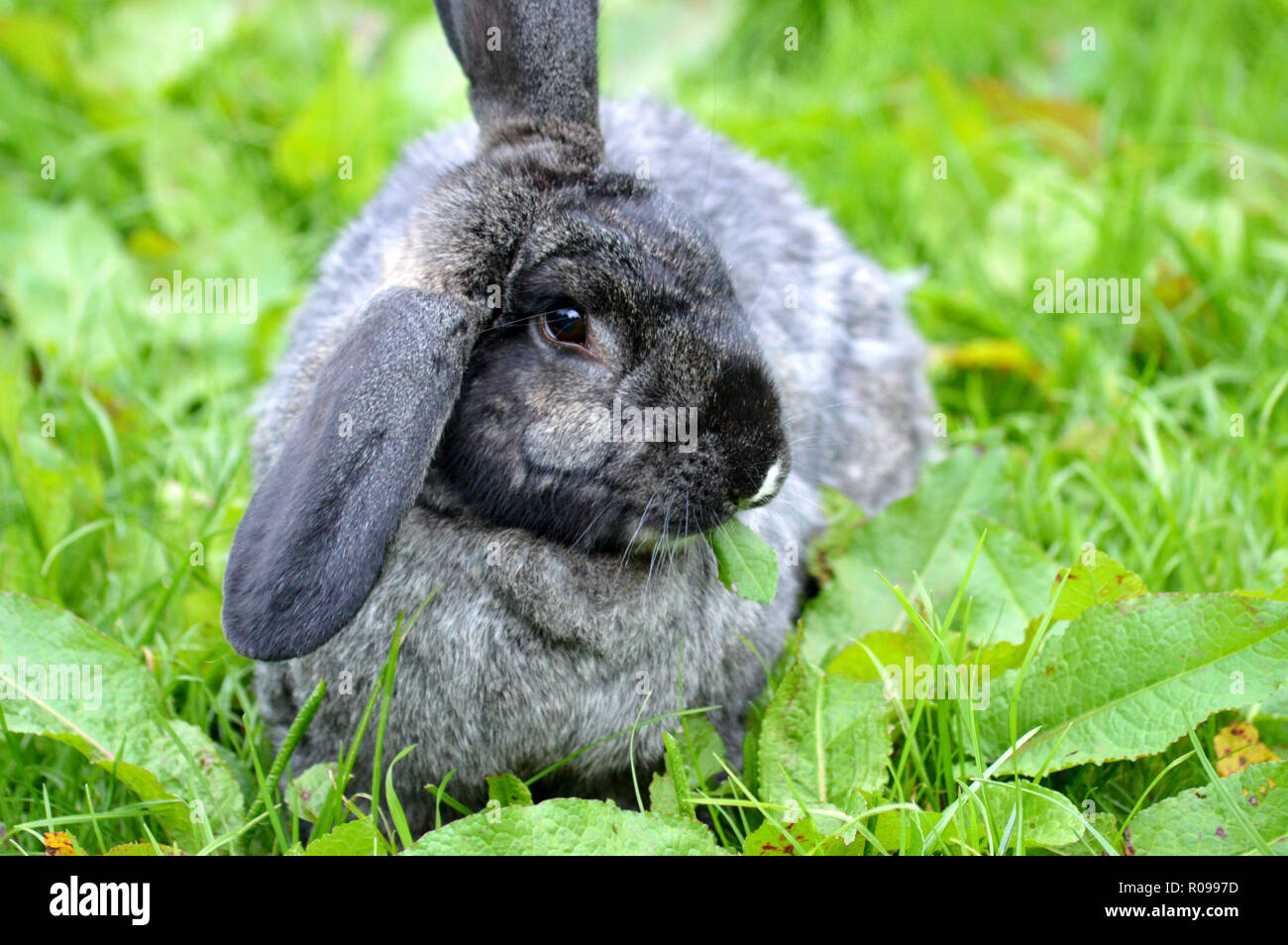 Continental Riesen kaninchen Stockfoto
