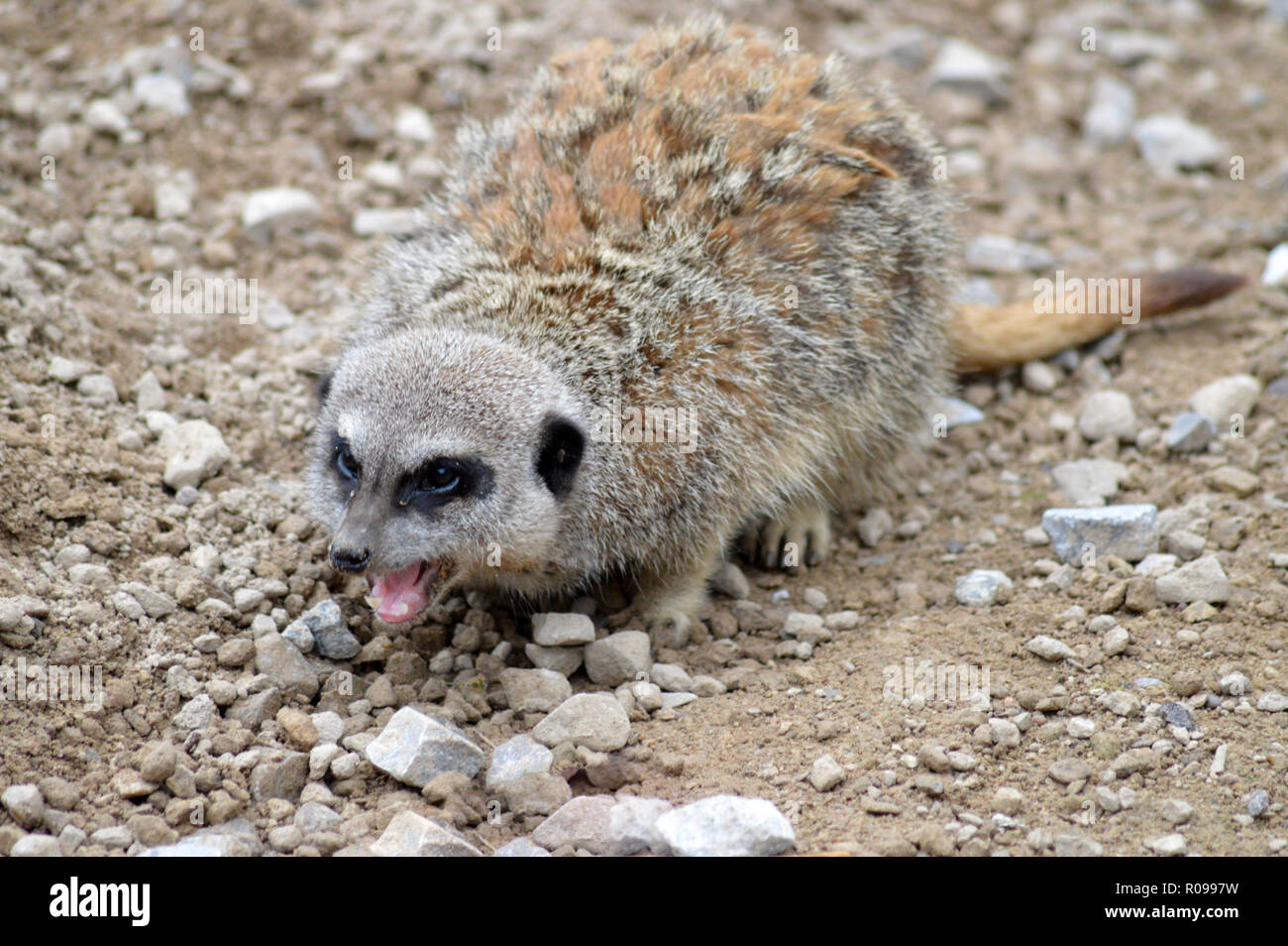 Wütend Meerkat Stockfoto