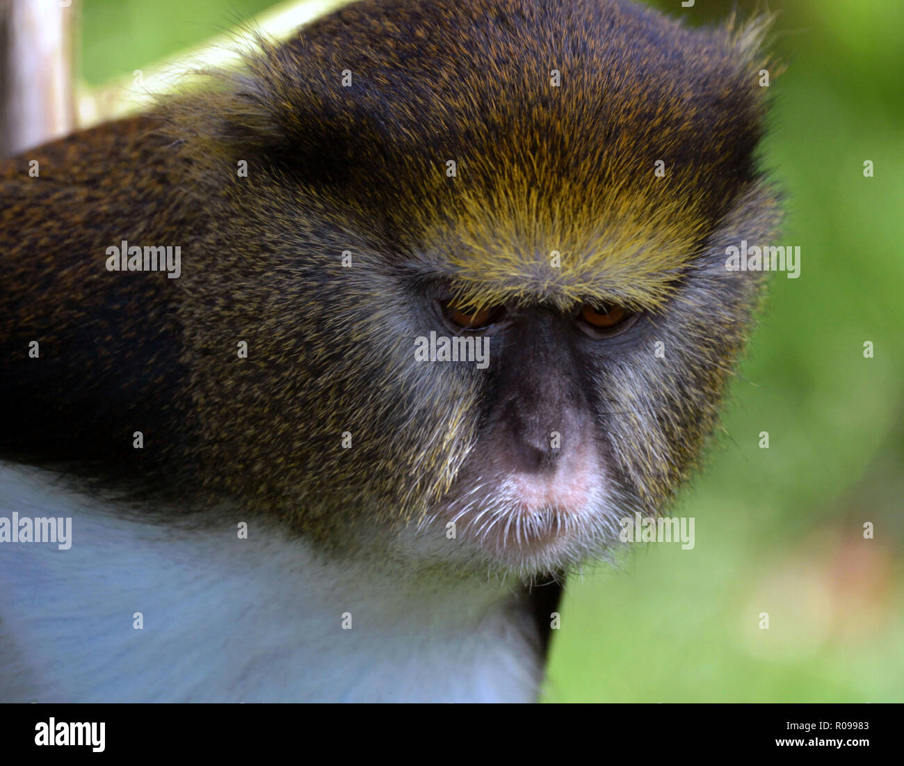 Porträt einer Lowes Guenon Monkey Stockfoto