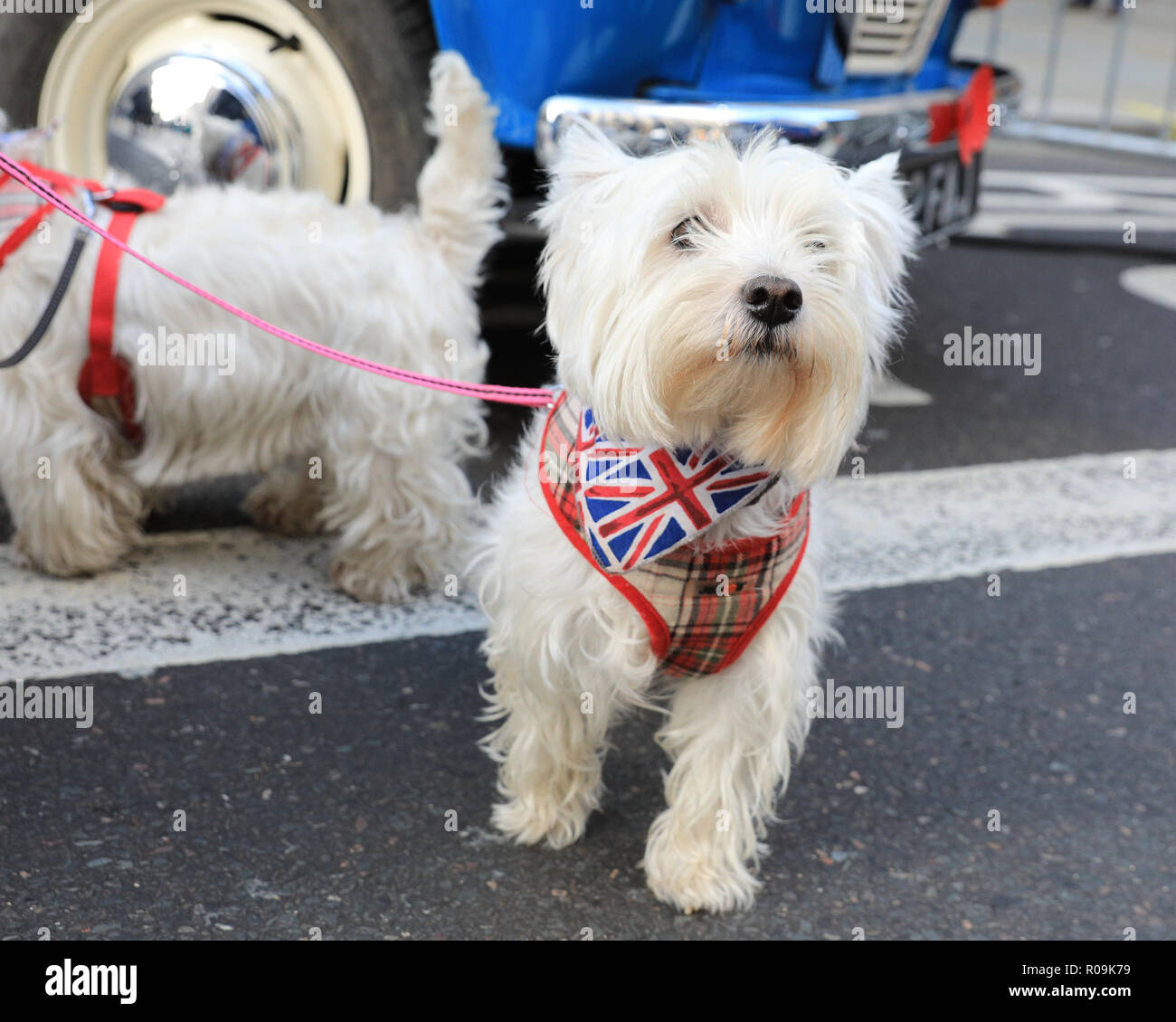 Regent Street, London, UK. 3. November, 2018. Terrier Pippin und Bonnie haben ihre Wetten vintage Outfits auf für den Tag. Zuschauer und Fans genießen die vielen Veteran, klassische und moderne Autos bis auf die Fußgängerzone der Regent Street gesäumt und Umgebung im Zentrum von London, wie die Regent Street Classic Motor Show unterwegs erhält. Es zeigt 125 Jahre Autofahren in sieben verschiedenen Zonen. Credit: Imageplotter Nachrichten und Sport/Alamy leben Nachrichten Stockfoto