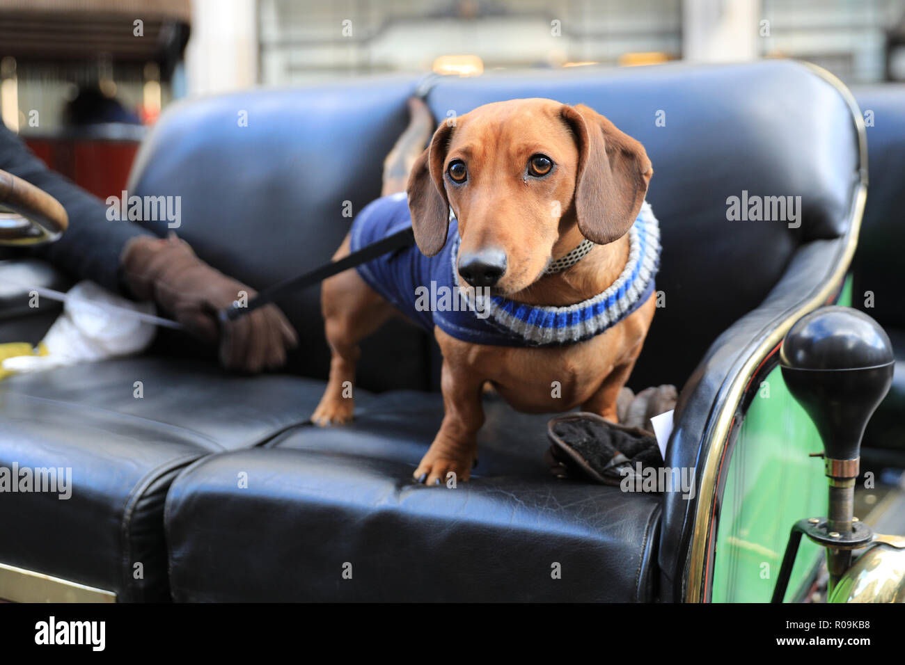 Regent Street, London, UK. 3. November, 2018. Freddie der Dackel Hund genießt seine Ansicht vom Fahrersitz aus mit dem Besitzer der Oldtimer. Zuschauer und Fans genießen die vielen Veteran, klassische und moderne Autos bis auf die Fußgängerzone der Regent Street gesäumt und Umgebung im Zentrum von London, wie die Regent Street Classic Motor Show unterwegs erhält. Es zeigt 125 Jahre Autofahren in sieben verschiedenen Zonen. Credit: Imageplotter Nachrichten und Sport/Alamy leben Nachrichten Stockfoto