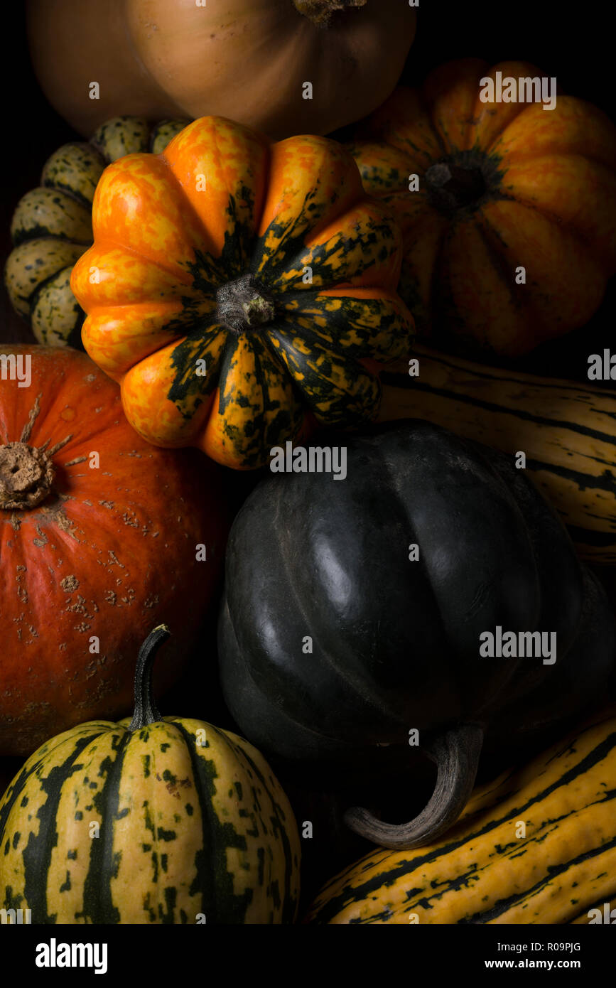 HERBST SQUASH Stockfoto