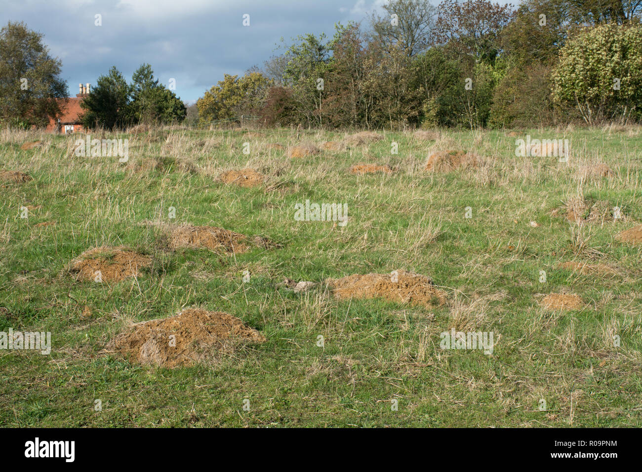 Ameisenhaufen konstruiert durch gelbe Wiese Ameisen (Lasius flavus). Kreide Grünland (Säure Grasland) mit vielen ant Berge oder Hügel Stockfotografie