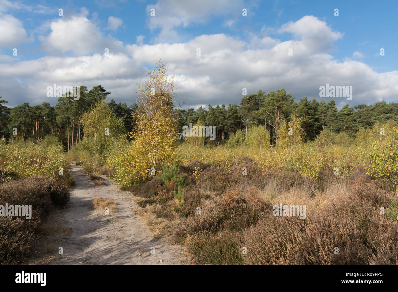 Heide Landschaft bei Chatley Heide in Surrey, Großbritannien Stockfoto