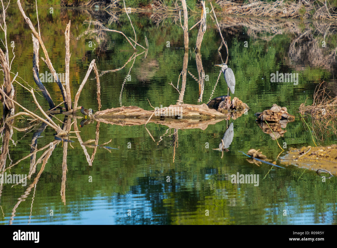 Graureiher (Ardea cinerea) Wunderschön in Athalassa See in Zypern an einem schönen sonnigen Morgen wider Stockfoto