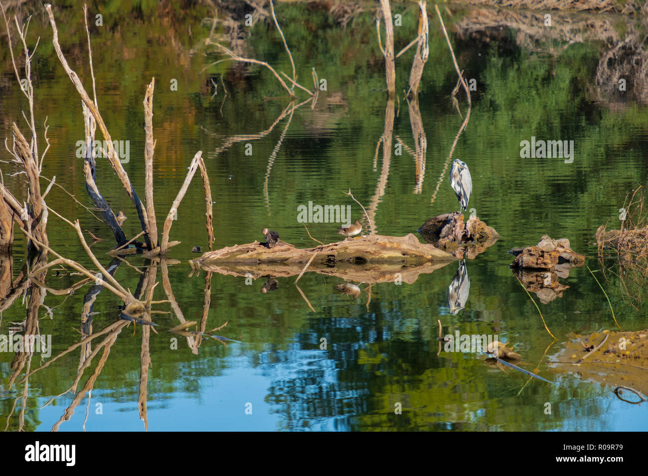 Graureiher (Ardea cinerea) Wunderschön in Athalassa See in Zypern an einem schönen sonnigen Morgen wider Stockfoto