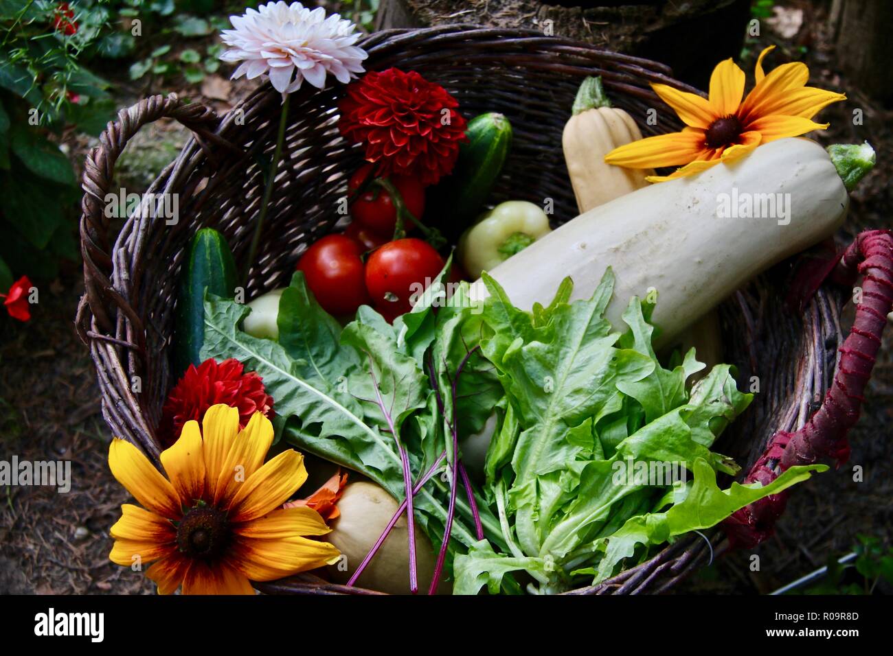 Eine hölzerne geflochtenen Korb voll mit frischen Bio-Produkten frisch gepflückt, Tag Stockfoto