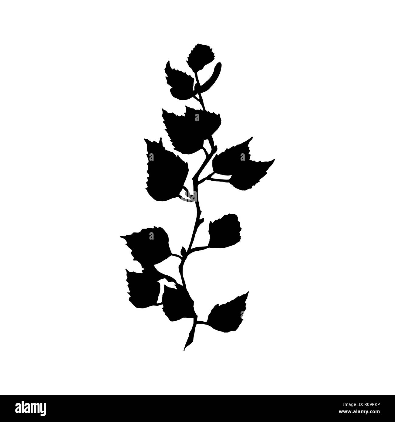 Birke Abbildung. Schwarze Silhouette des Baumes Zweig mit Blättern und Samen auf weißem Hintergrund. Birke Filiale Hand gezeichnet Herbst Thema. Isolierte Vektor Stock Vektor