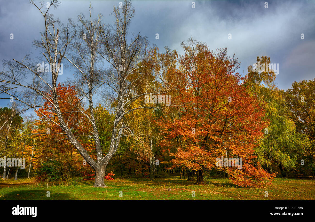 Herbst Wald. Herbst Farben. Blätter im Herbst. Schönheit. Stockfoto