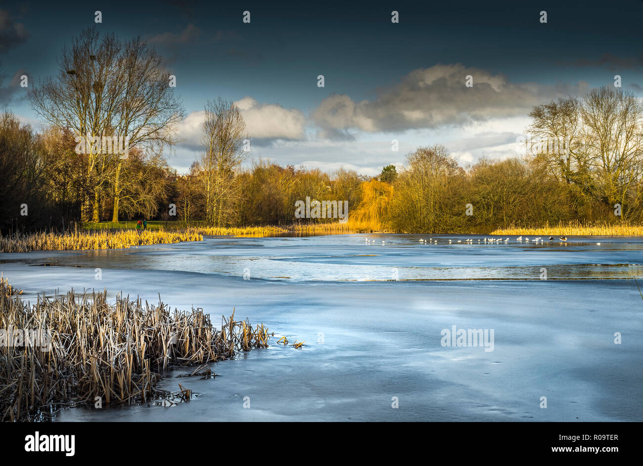 Wasser Behörde Balancing Teich im Winter bei Backwell in der Nähe von Bristol in Großbritannien eingefroren. Stockfoto