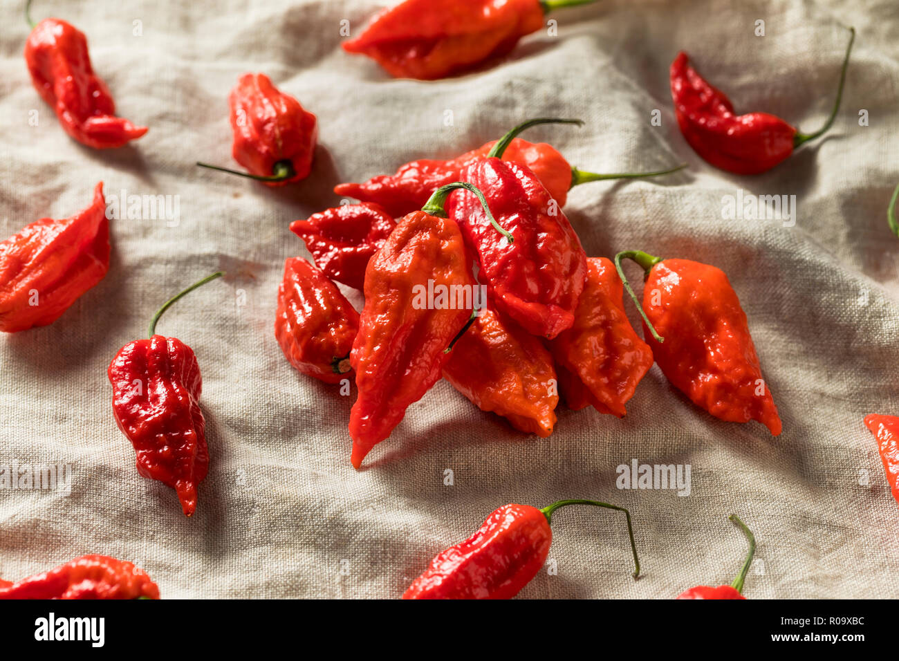 Raw Organic würzige Bhut Jolokia Ghost Paprika bereit zu Kochen Stockfoto