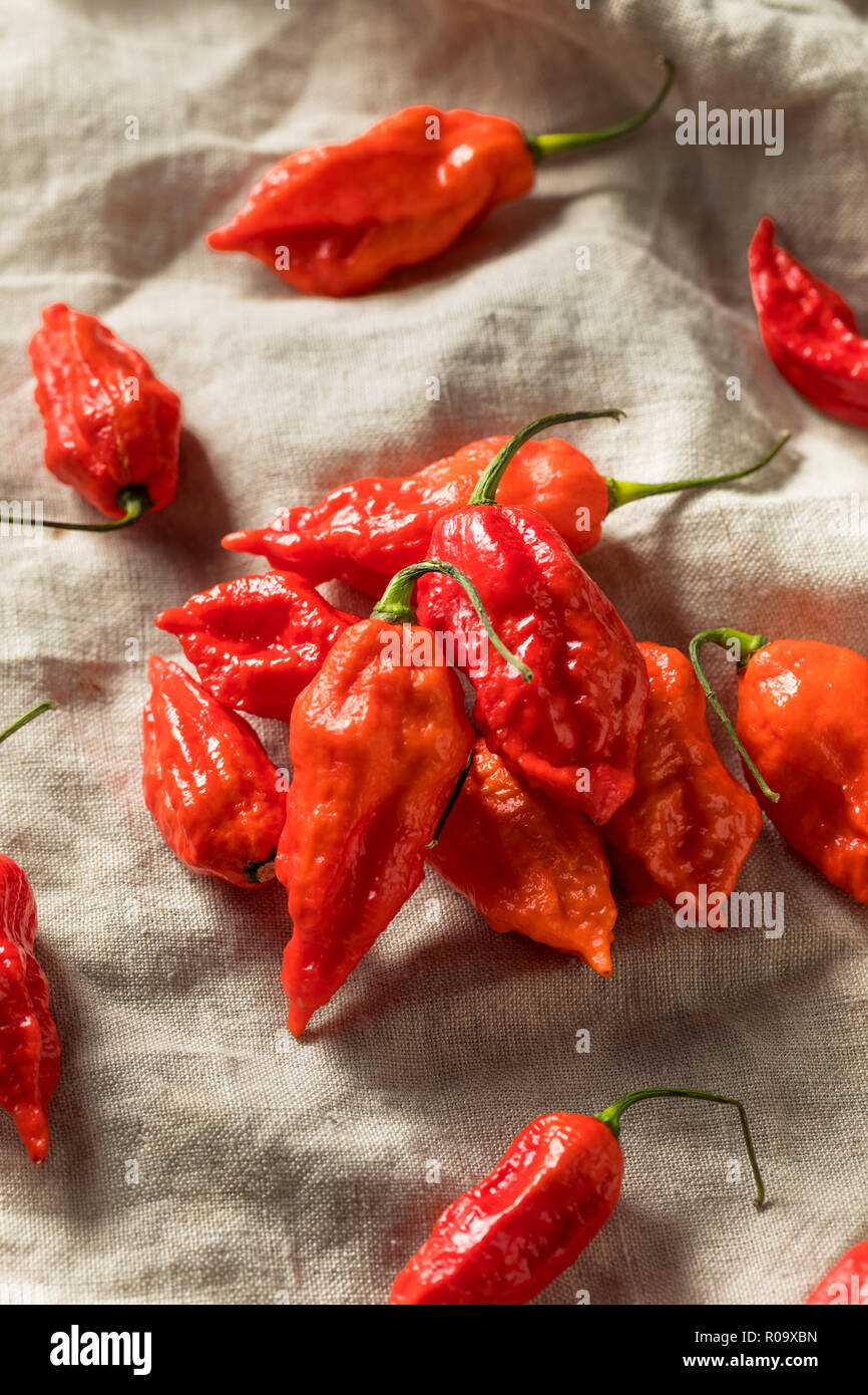 Raw Organic würzige Bhut Jolokia Ghost Paprika bereit zu Kochen Stockfoto