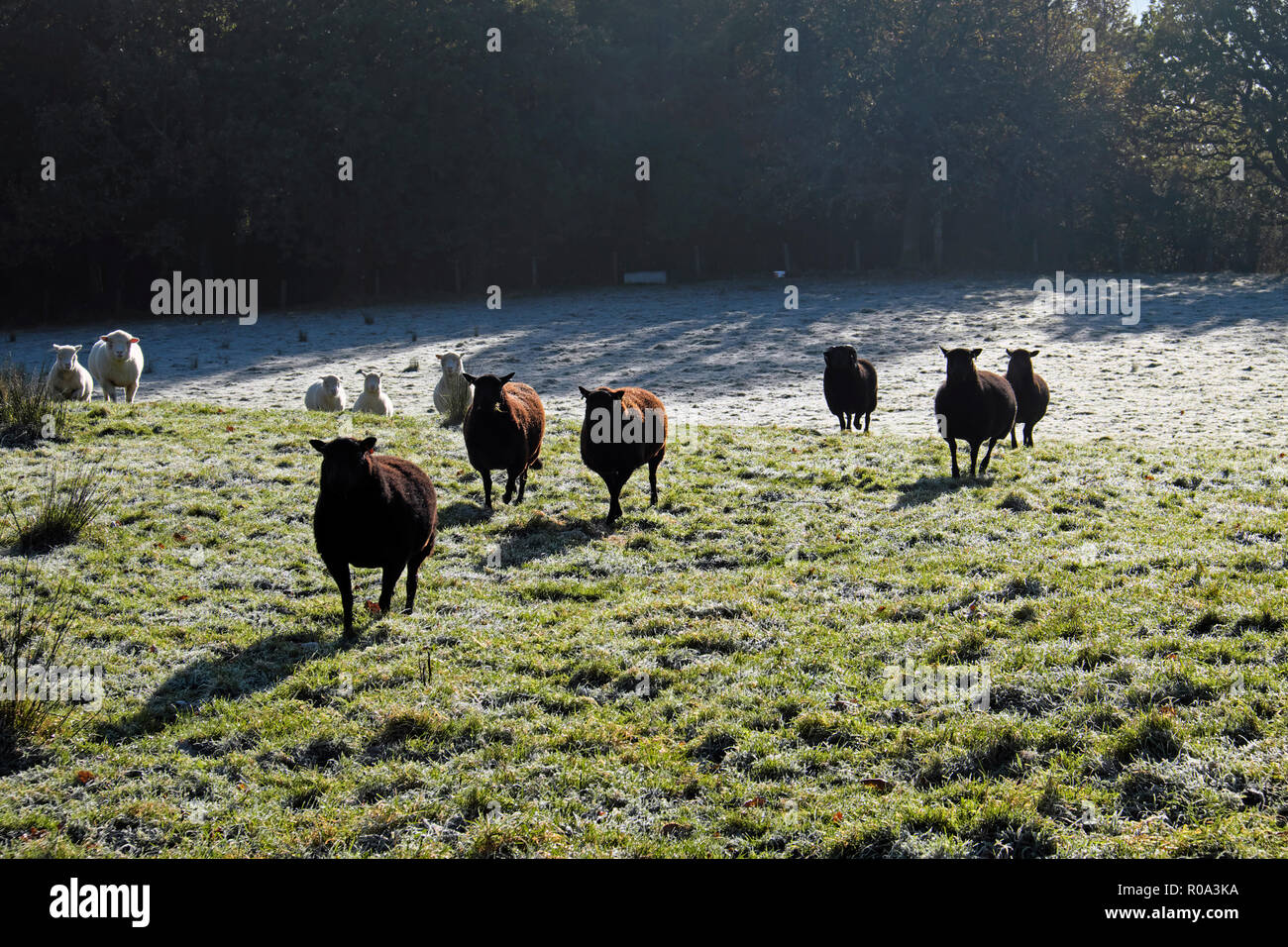 Schwarze und weiße Schafe in einer frostigen Bereich im Herbst Carmarthenshire Wales UK KATHY DEWITT Stockfoto