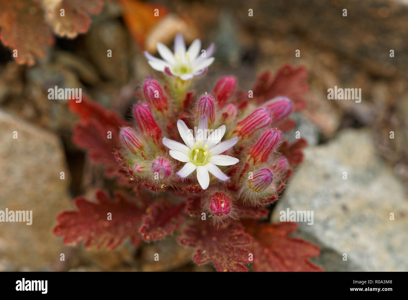 Malesherbia multiflora, es wird auch als Piojillo bekannt. Es ist eine endemische Blumen aus dem Norden von Chile, wächst, wenn die Atacama Wüste blüht Stockfoto