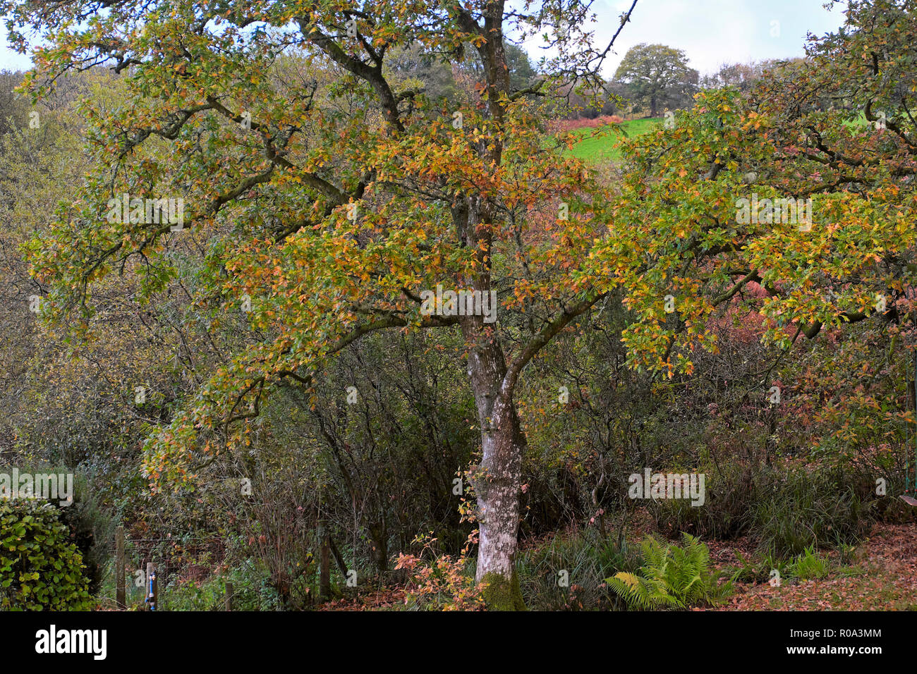 Bunte Herbstblätter auf Eiche und Wald in späten Oktober in Carmarthenshire Countryside im ländlichen Wales Großbritannien KATHY DEWITT Stockfoto