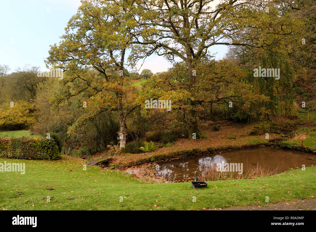 Buntes Herbstlaub auf Eichen von einem Garten Teich im späten Oktober in Carmarthenshire Landschaft im ländlichen Wales UK KATHY DEWITT Stockfoto