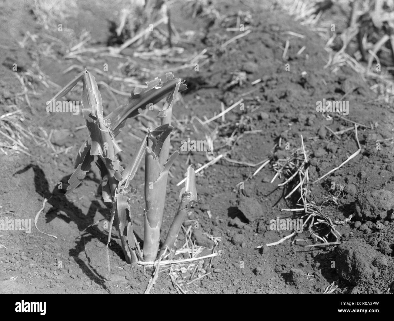 Maisstängel von Grasshopper Pest, Grant County, North Dakota, USA, Arthur Rothstein, Farm Security Administration, Juli 1936 zerstört Stockfoto