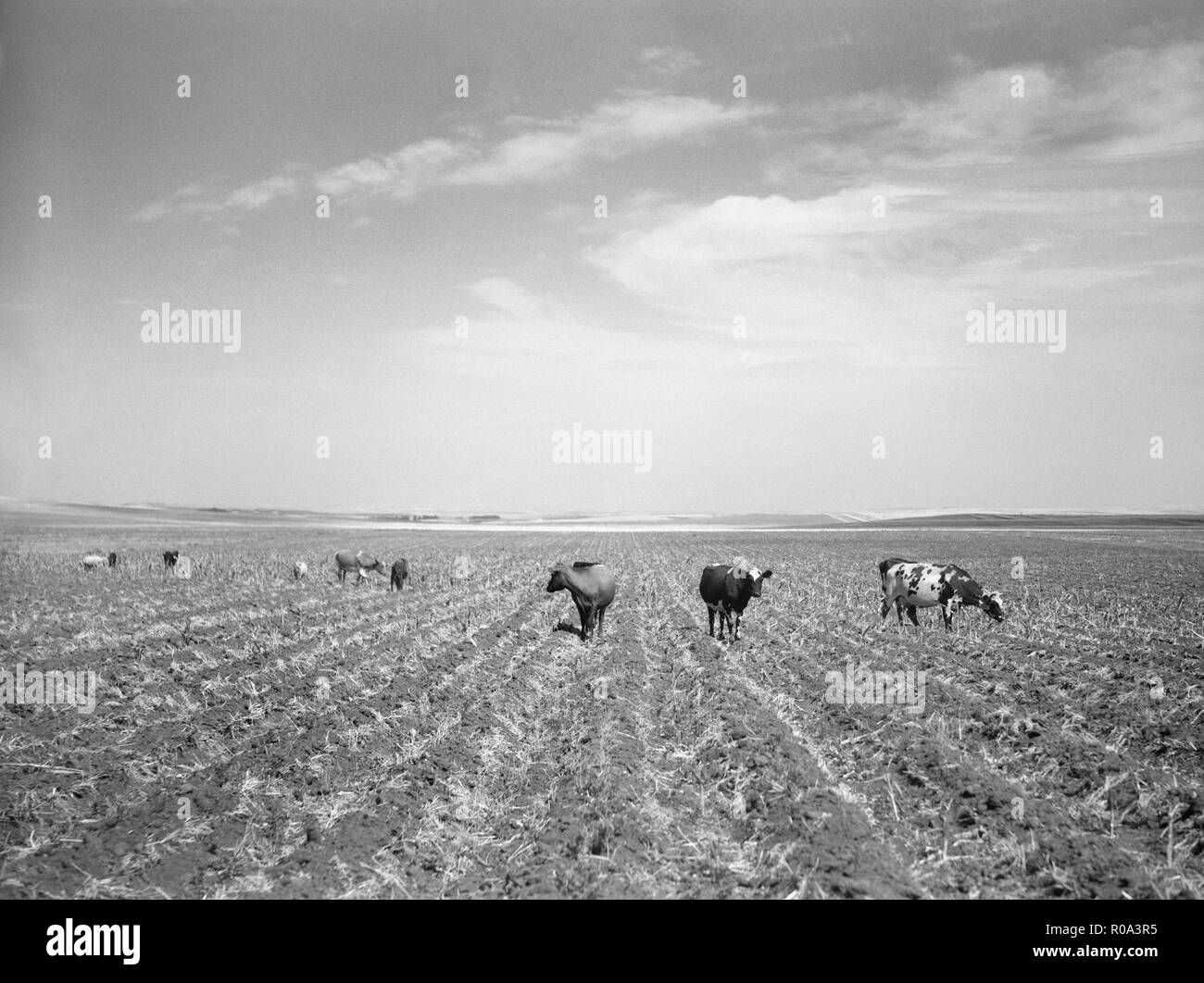 Rinder grasen gedreht, um Lose im Maisfeld bereits durch die Dürre und die Heuschrecke Pest, in der Nähe von Carson, North Dakota, USA, Arthur Rothstein, Farm Security Administration, Juli 1936 ruiniert Stockfoto