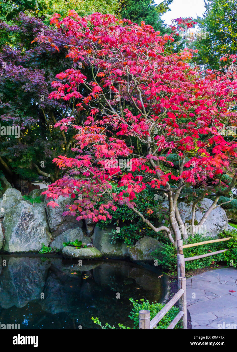 Erstaunlich schönen japanischen Ahorn Baum mit roten Blätter, die in einem wasser Landschaft mit Felsen Herbst ruhigen Hintergrund Stockfoto