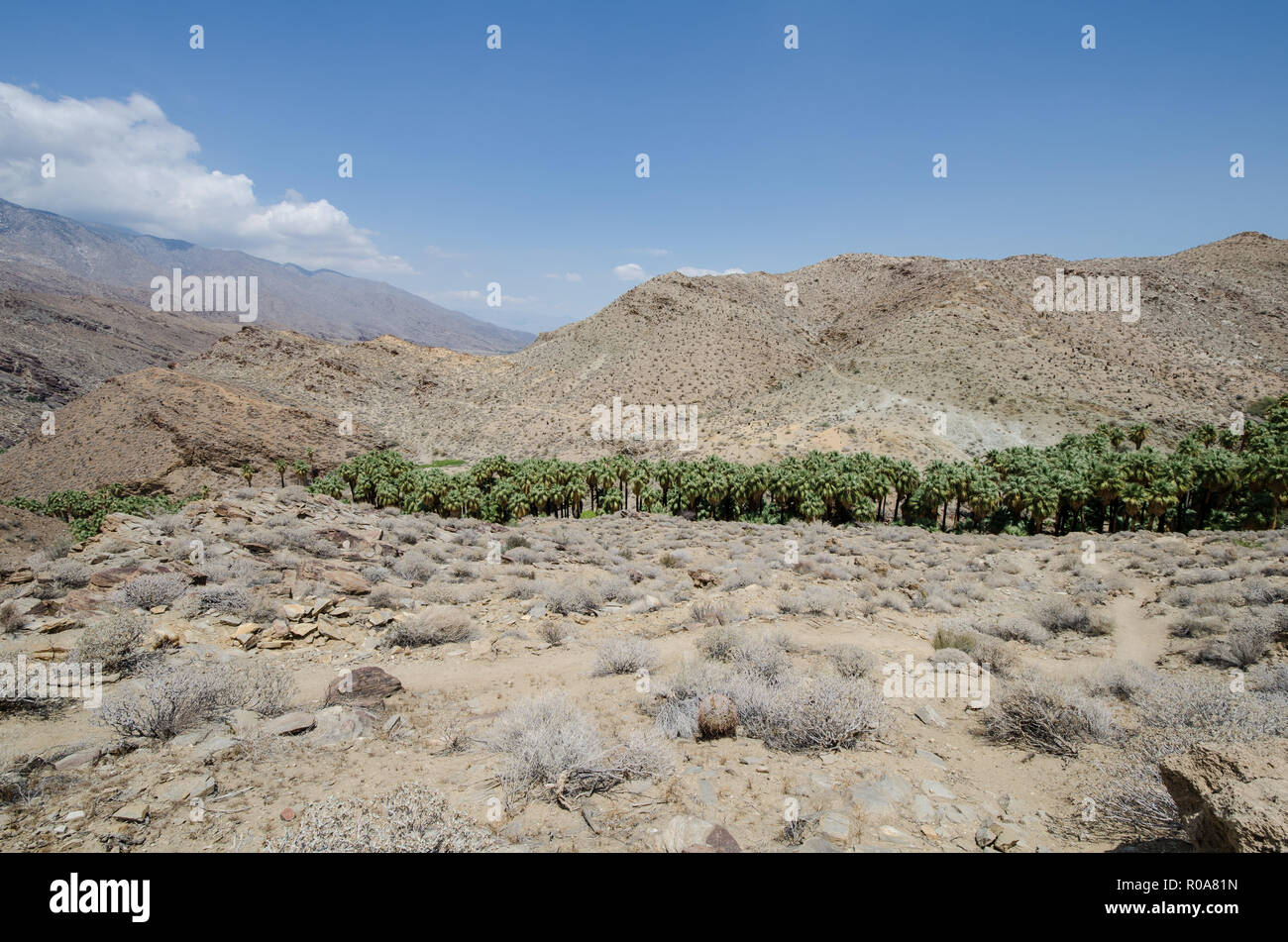 Eine Oase von Palmen in der Ferne in die Indian Canyons Bereich von Palm Springs, in Riverside County, Kalifornien Stockfoto