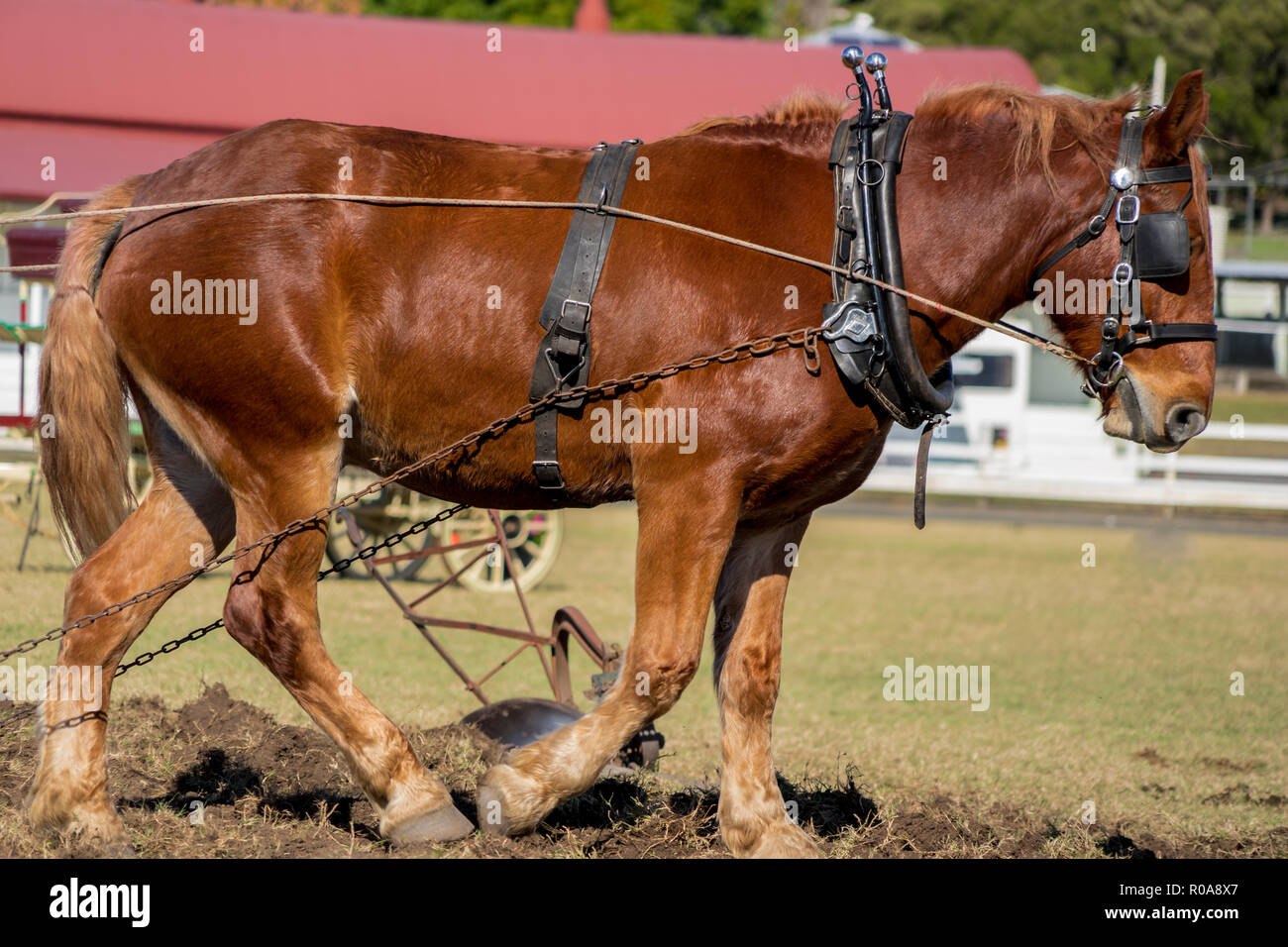 Entwurf eines Pferdes in Aktion Pflügen Stockfoto