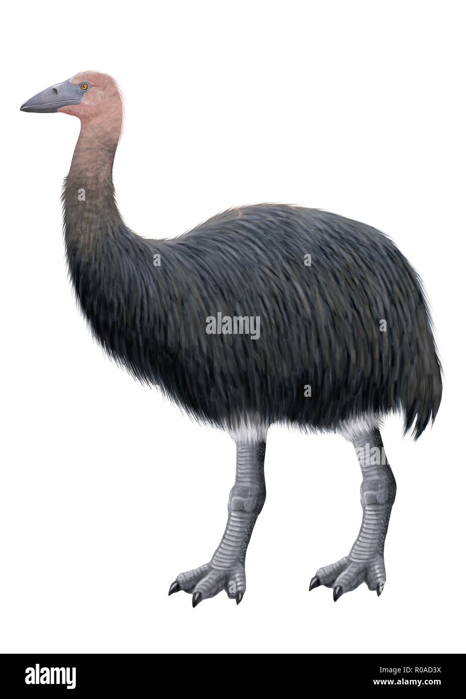 Elephant bird -Fotos und -Bildmaterial in hoher Auflösung – Alamy