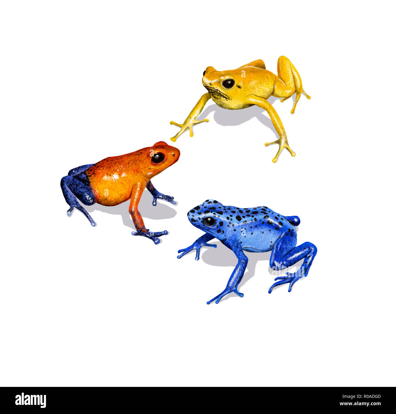 Digitale Illustration eines Dart frog Stockfoto