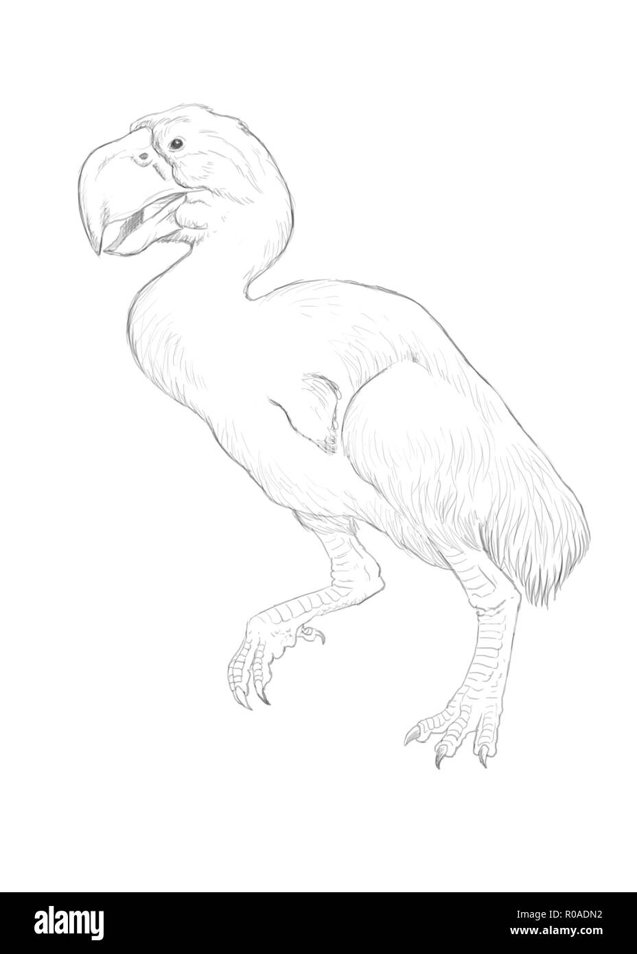 Gastornis Abbildung, einer alten riesigen Vogel Stockfoto