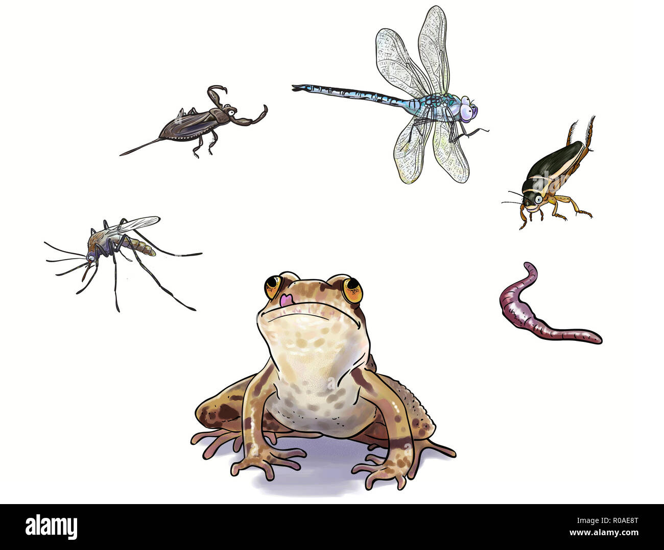 Was Amphibien essen? Digitale Illustration Stockfoto
