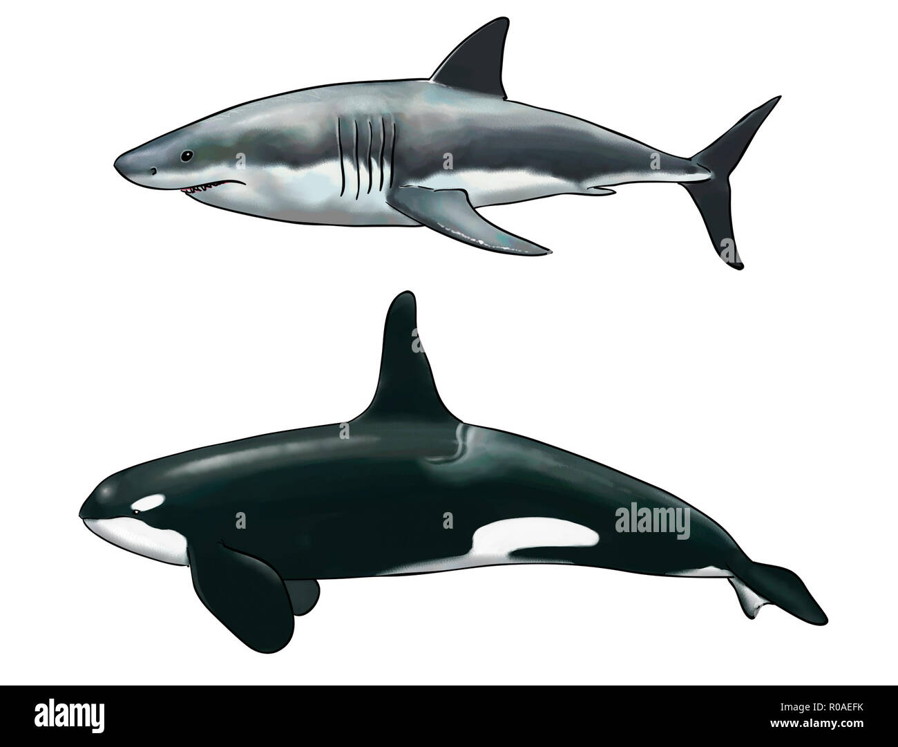 Orca whale teeth animal Fotos und Bildmaterial in hoher Auflösung Alamy