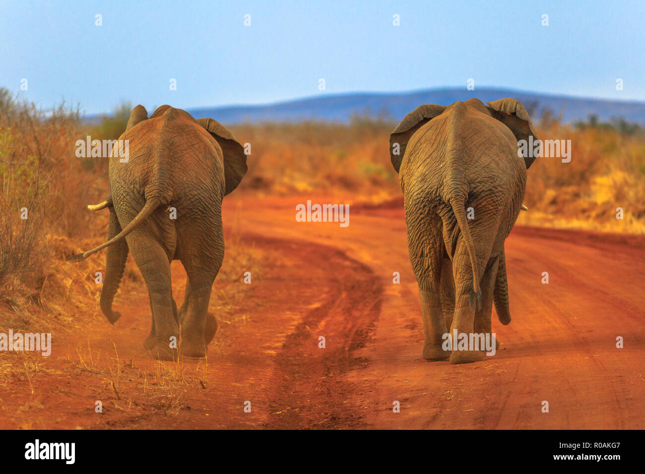 Zwei ausgewachsene Elefanten, Loxdonta Africana, Wandern auf dem roten Sand. Ansicht von hinten. Safari Pirschfahrt im Madikwe Reservat, Südafrika, in der Nähe von Botsuana und Kalahari Wüste. Der afrikanische Elefant ist Teil der Big Five. Stockfoto