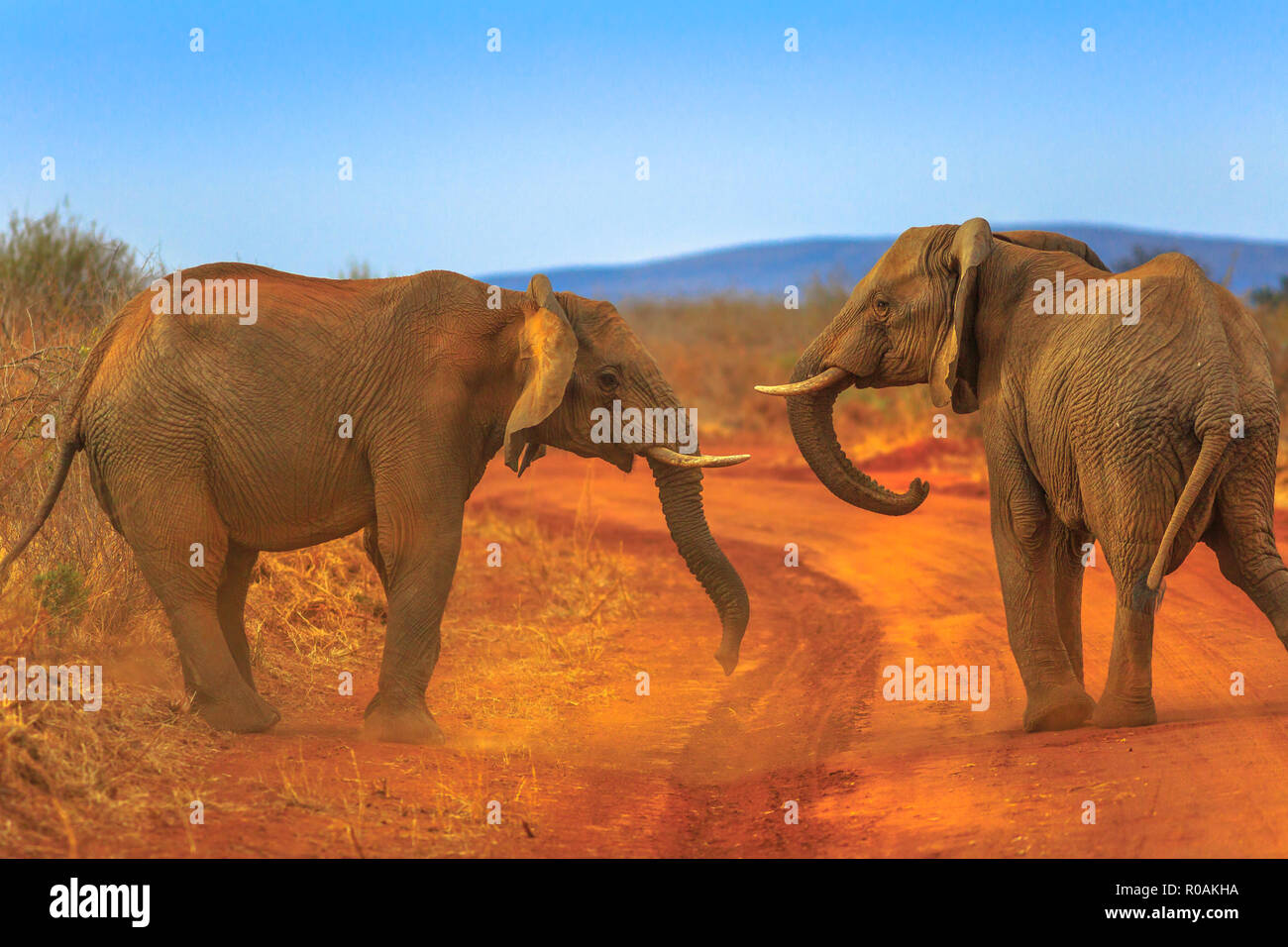 Zwei ausgewachsene Elefanten, Loxdonta Africana, einander zugewandt, auf dem roten Sand. Game Drive Safari in Madikwe Reserve, Südafrika, in der Nähe von Botsuana und Kalahari Wüste. Der afrikanische Elefant ist Teil der Big Five. Stockfoto