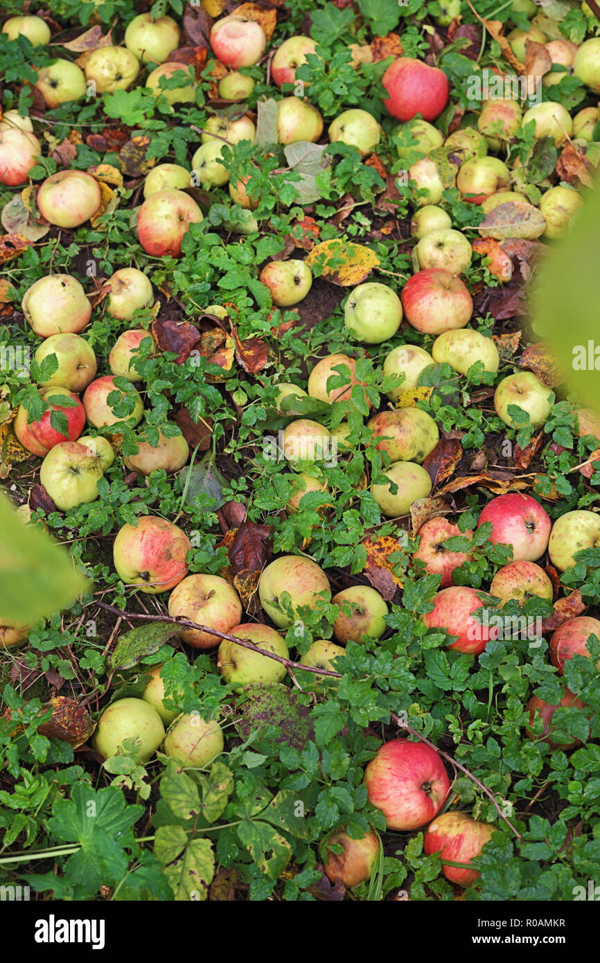Fällt der Apfel auf der Erde während reiche Ernte Stockfoto