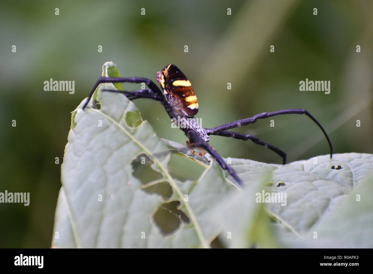 Schwarz und gelb Kreuzspinne Stockfoto