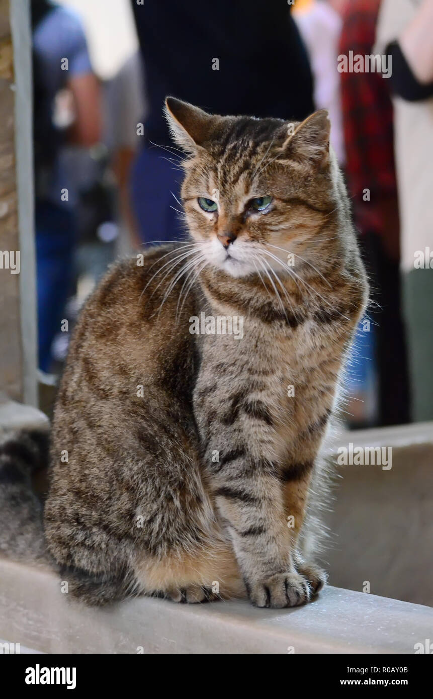 Gly die Katze, die berühmte Einwohner der Hagia Sofia in Istanbul. Stockfoto