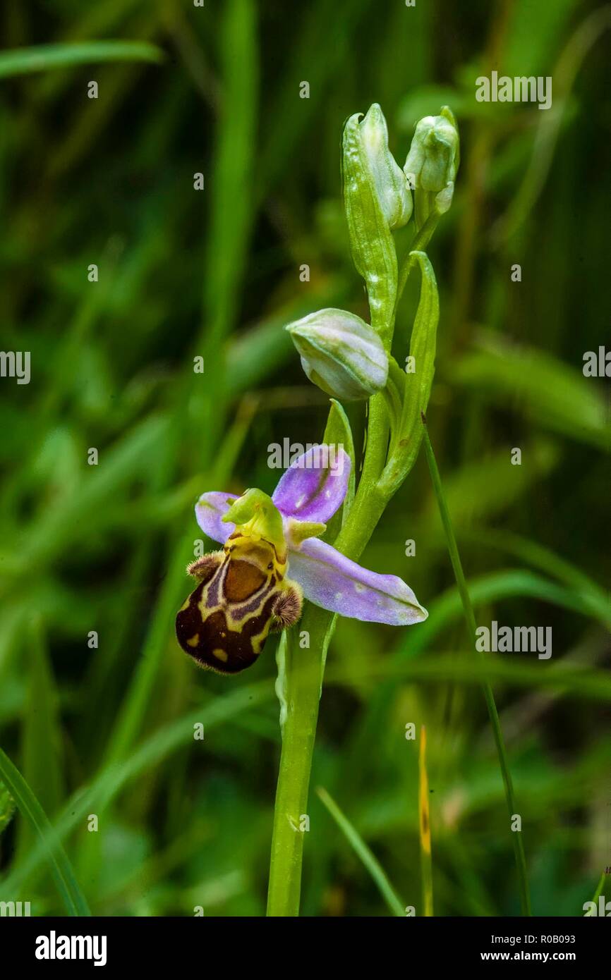 Deutschland, BLISGAU. wild Bienen-ragwurz (Ophrys apifera) Stockfoto