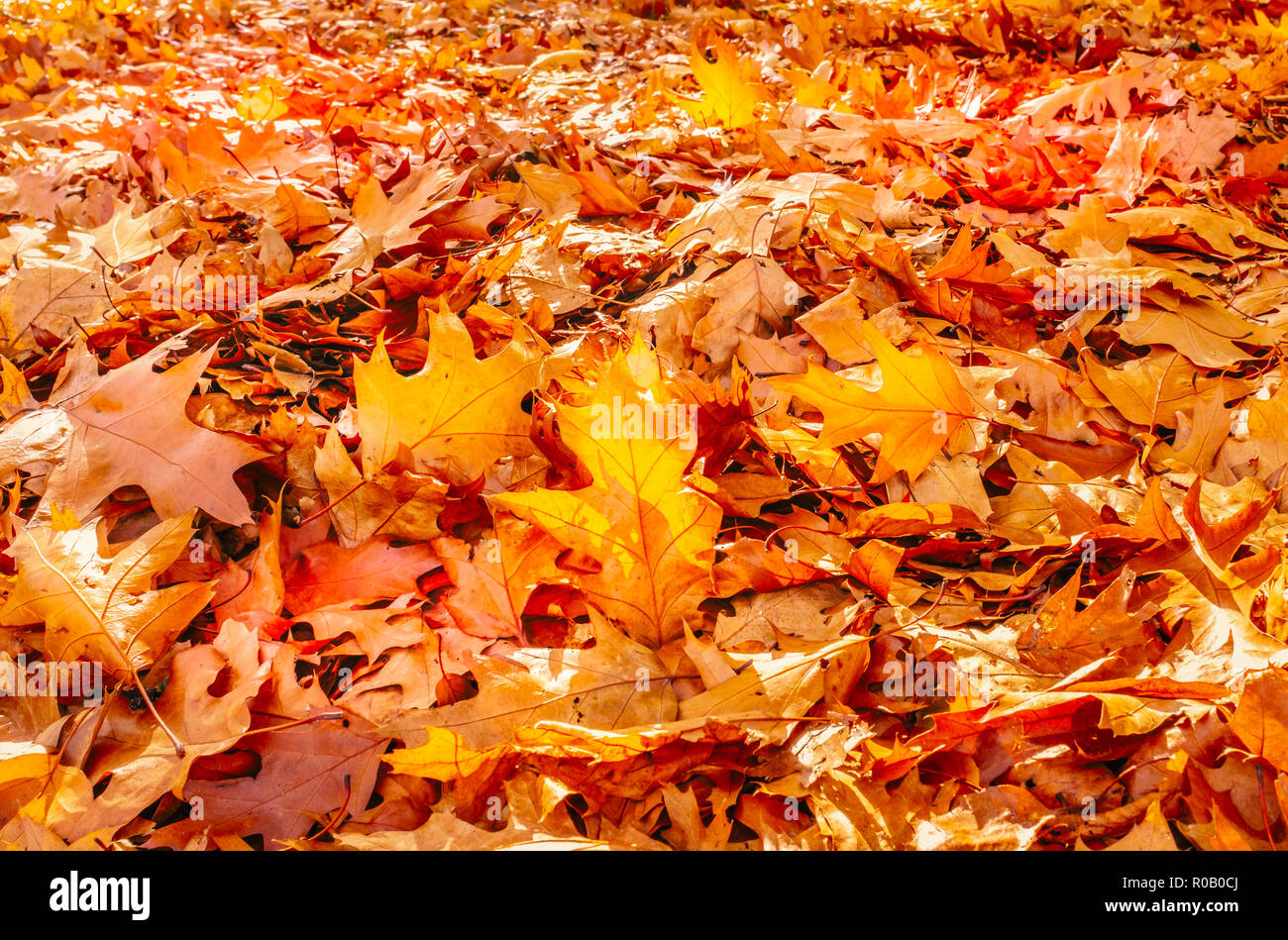 Goldener Herbst Ahorn Blätter durch eine niedrige Helle herbstliche Sonne beleuchtet von hinten, unter anderen roten und braunen fallen Blätter auf dem Boden. Stockfoto