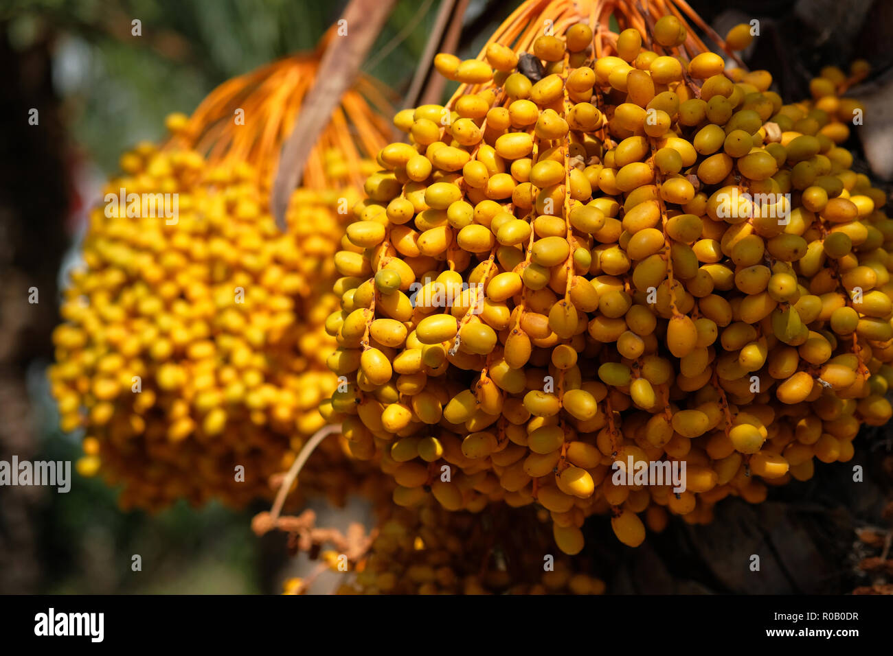 In der Nähe von Reifen Termine hängen auf palm oder Phoenix dactylifera. Foto im Süden von Spanien Stockfoto