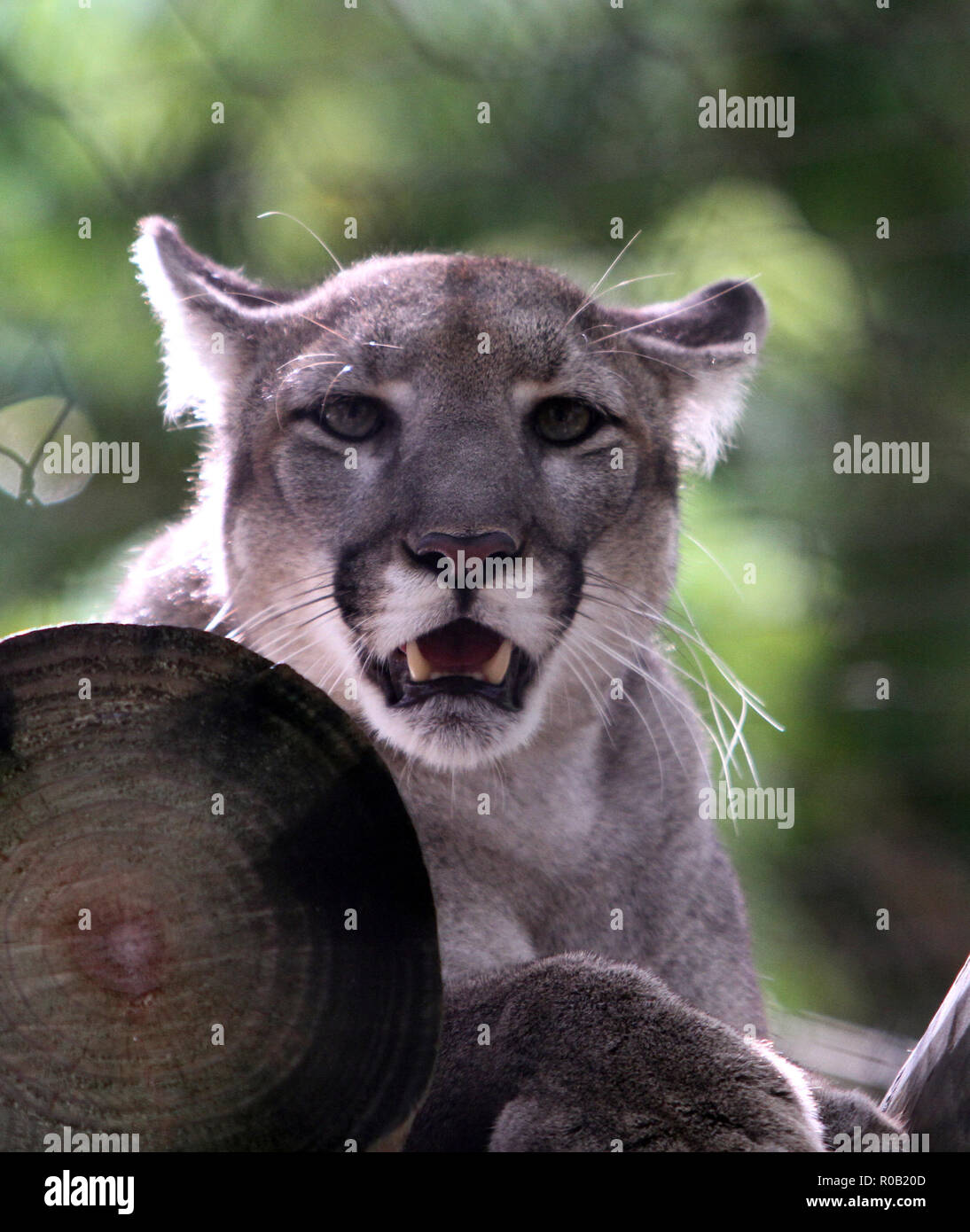 Ein Florida Panther Stockfoto