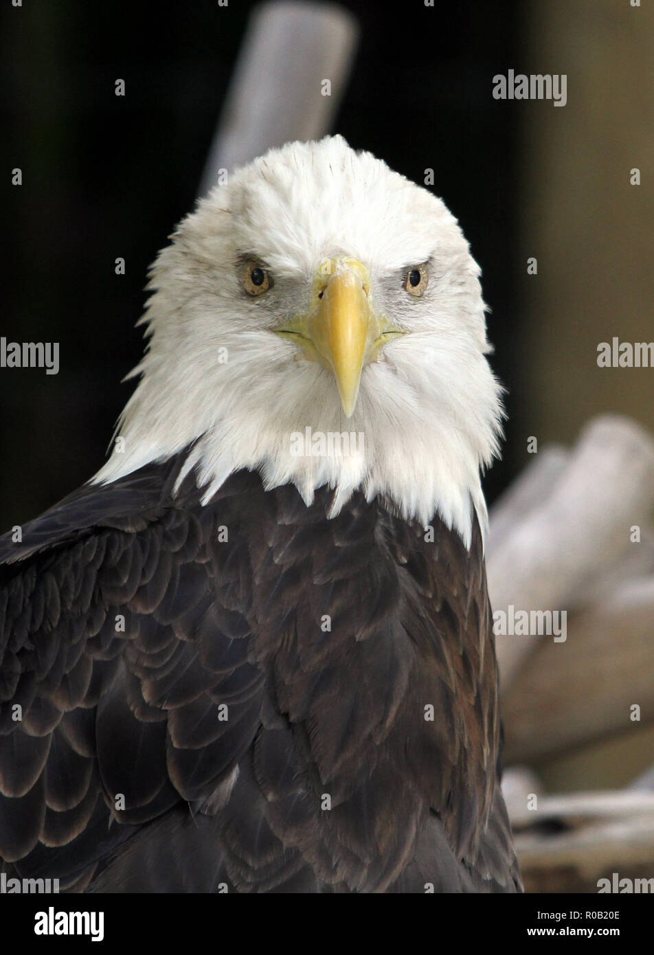 Weißkopfseeadler sitzt in einem Baum Stockfoto