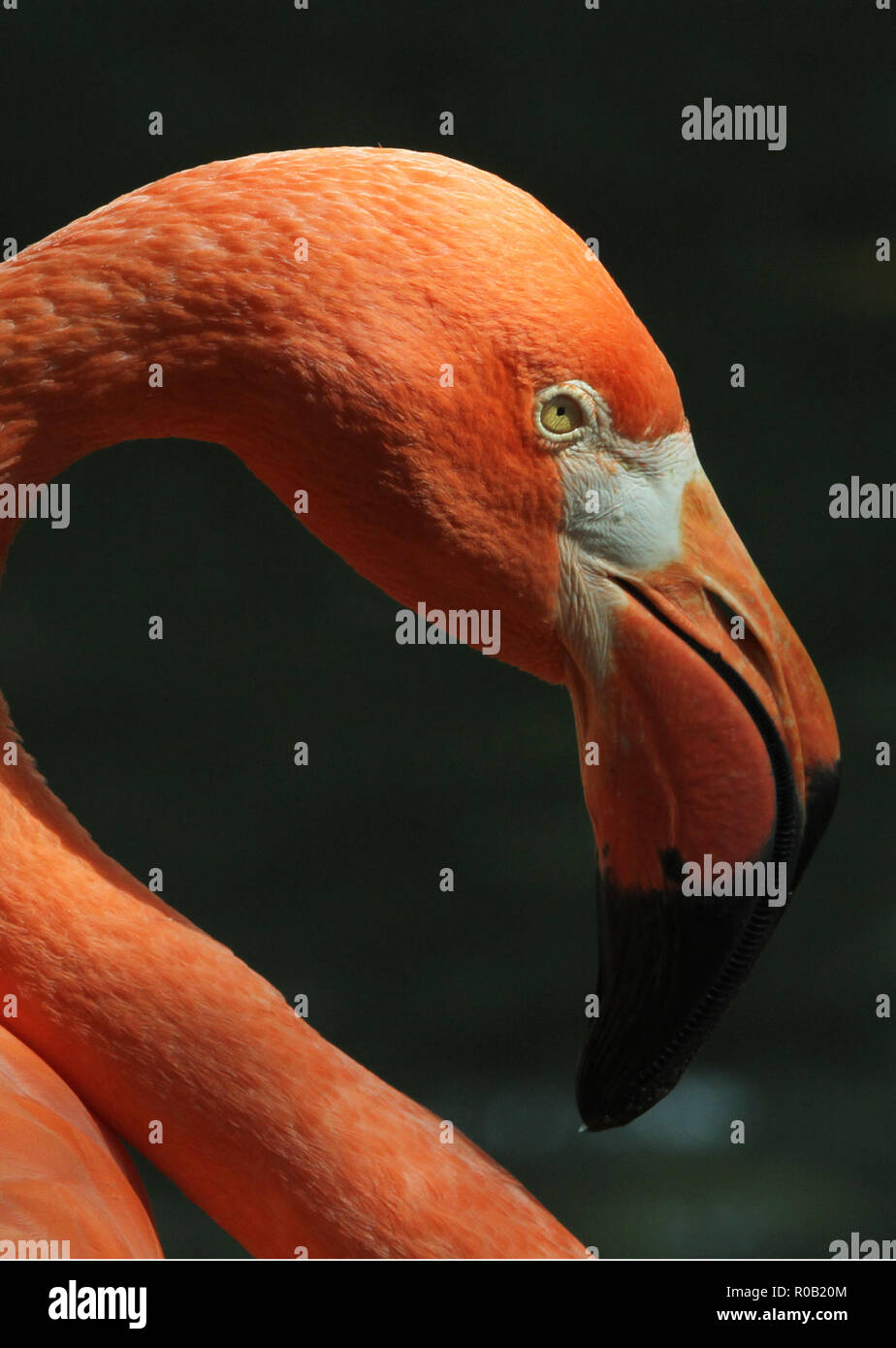 Ein flamingo Nahaufnahme Stockfoto